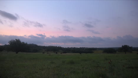 Plano-Amplio-De-Un-Rebaño-De-Vacas-Pastando-Por-La-Mañana,-Tierras-De-Rancho-De-Texas-Hill-Country