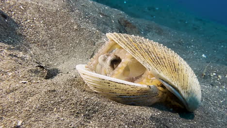 coconut octopus hiding in a clamshell