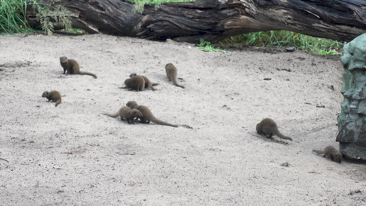 pequeño grupo de roedores en un campamento africano comiendo, jugando y deambulando