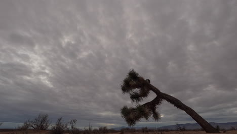 Desierto-De-Mojave-Con-Un-árbol-De-Joshua-En-Primer-Plano-Y-Un-Cielo-Gris-Y-Nublado-Sobre-La-Escasa-Vegetación-Y-Montañas---Lapso-De-Tiempo