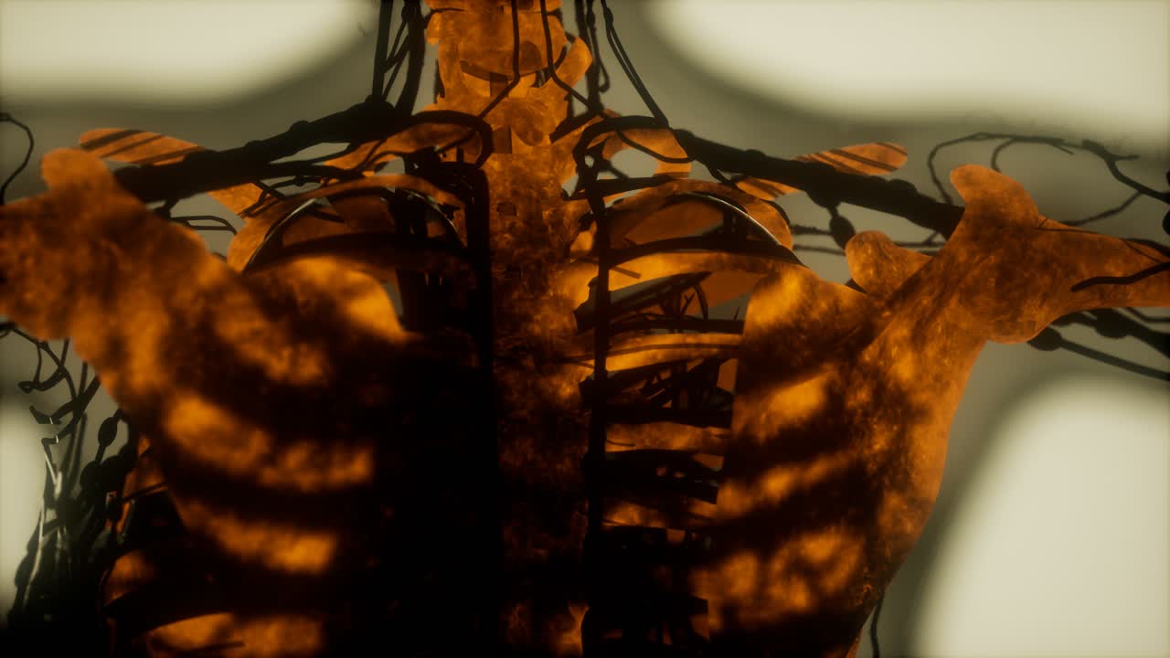 los huesos del esqueleto humano escanean brillando