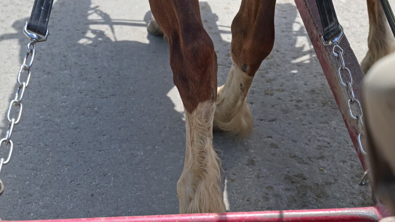 cascos y patas de un poderoso equipo de caballos de trabajo de la isla de mackinac tirando de un carro de turistas