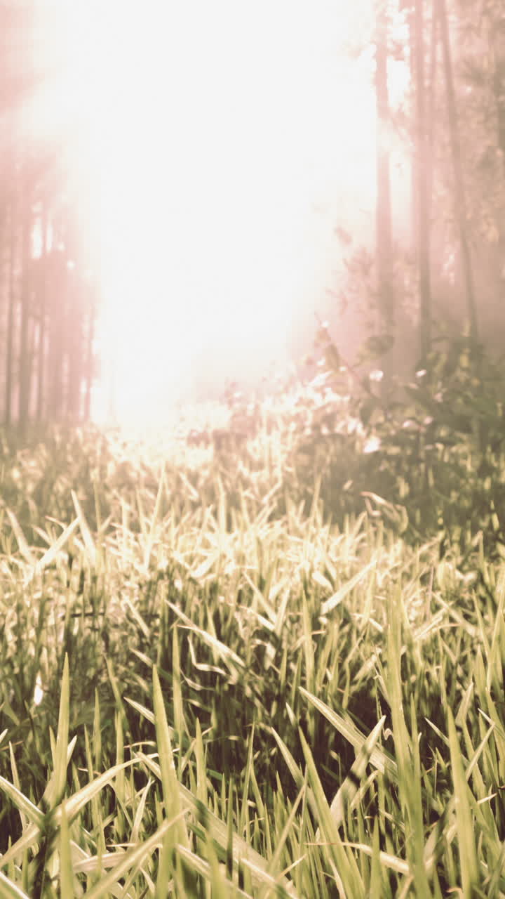 안개 숲을 가로질러 해가 뜨는 것