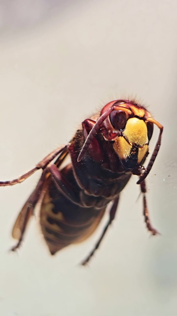 Nærbillede makrovisning af hveps, der hviler på glas mod en blød baggrund
