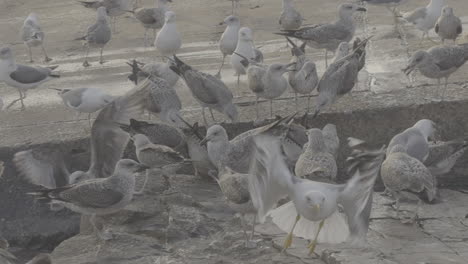 flock of seagulls on pier