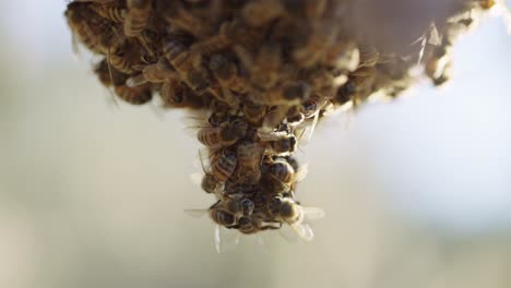 suspended africanized bees swarm in teardrop shaped cluster - long extreme close up shot