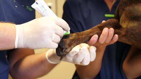 veterinarian applying medicine to dog's paw