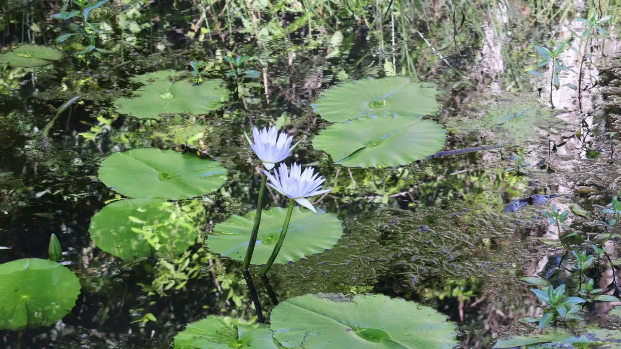 lirios de agua balanceándose suavemente en un estanque sereno