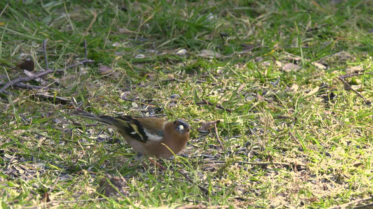 먹이를 찾는 핀치. 클로즈업 샷