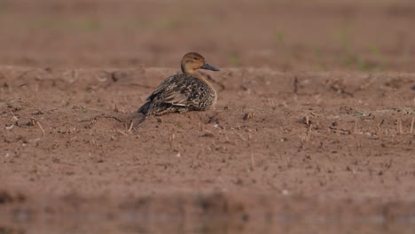 closeup of common teal duck resting outside the water