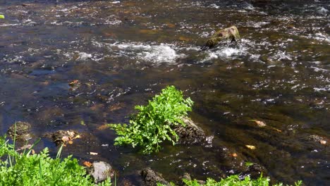 Agua-Dulce-Que-Fluye-Por-El-Río-Teign-En-El-Parque-Nacional-De-Dartmoor