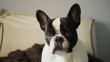 french bulldog looking closely at the camera