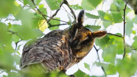 long eared owl perched on branch looking intently at camera