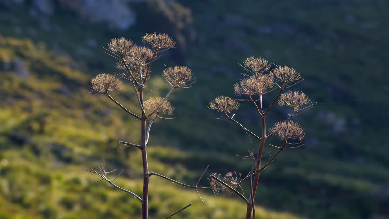 A dried plant close-up under the sun on Monte Monaco, San Vito lo Capo, Sicily