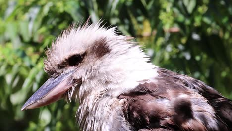 plumas de kookaburra entre el follaje verde exuberante