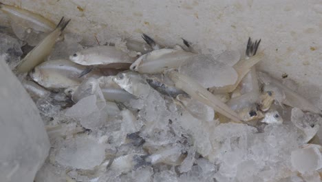 fresh fish kept at snow box at retail shop for sale at day from different angle