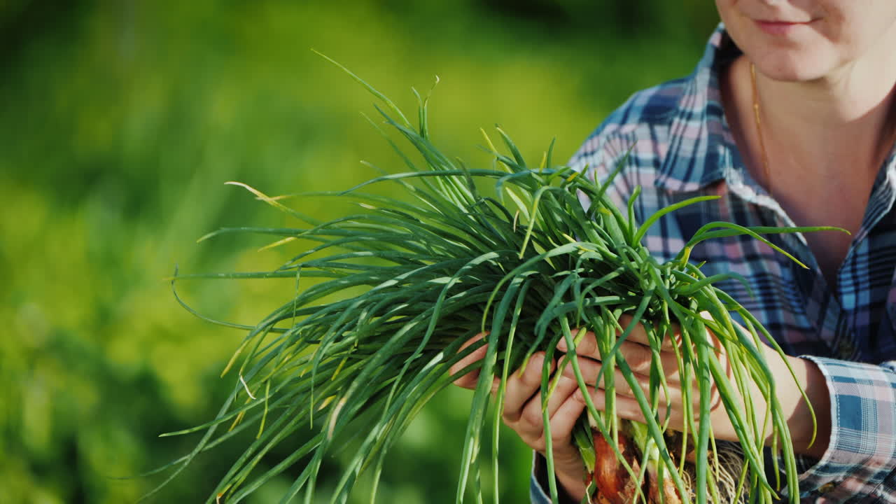 las manos de los granjeros sostienen un puñado de cebollas verdes recién cortadas del jardín