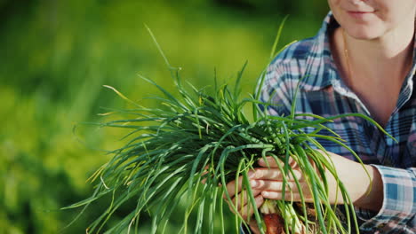 farmer's hands are holding an armful of green onions just cut from the garden