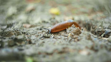 macro shot of a slug slowly moving along on a dirt path