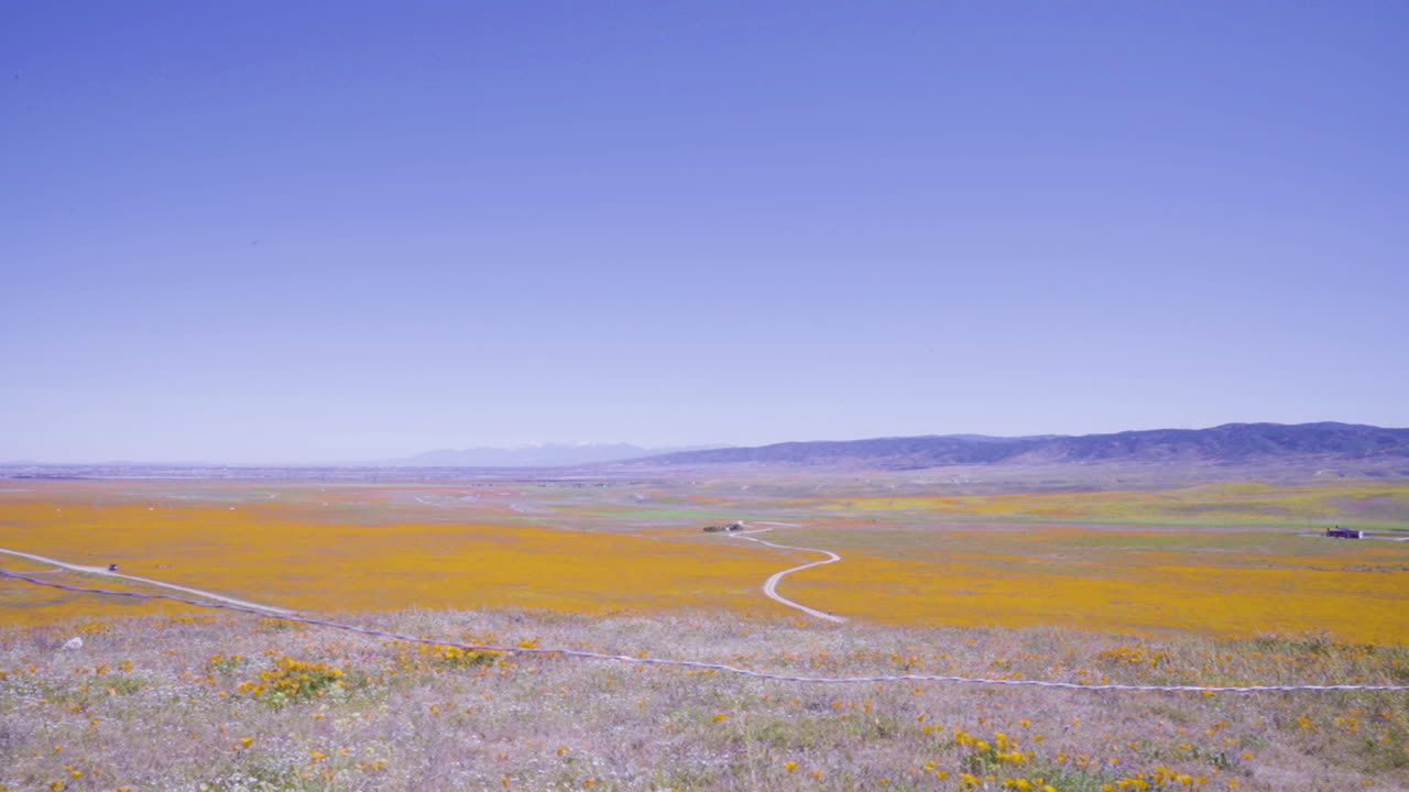 언덕 꼭대기에서 노란 양귀비 밭의 전망