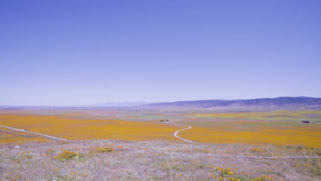 Vista-De-Los-Campos-De-Amapolas-Amarillas-Desde-Lo-Alto-De-Una-Colina