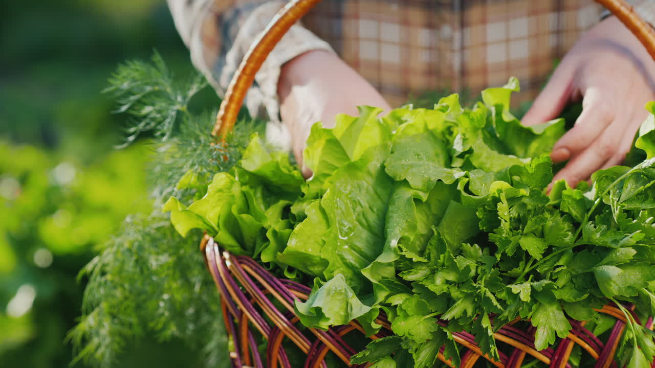 농부는 카운터에 상추 잎을 수정