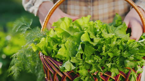 farmer corrects lettuce leaves on the counter