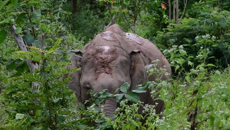 The-Asiatic-Elephants-are-endangered-species-and-they-are-also-residents-of-Thailand