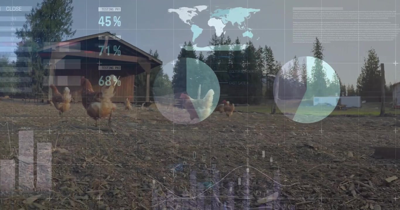 Dashboard di dati agricoli animata su un recinto per galline con sei galline in stile flat design, che mostra il pollaio
