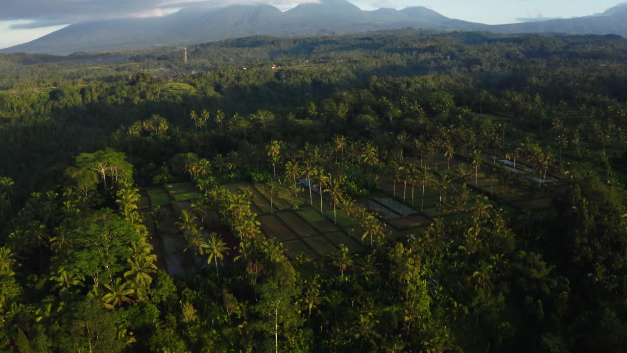 toma aérea de terrazas de arroz tegallalang en la mañana - bali, indonesia