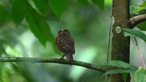 collared owlet, taenioptynx brodiei, kaeng krachan national park, thailand