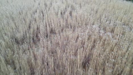 Ears-of-wheat.-Aerial-top-down-forward