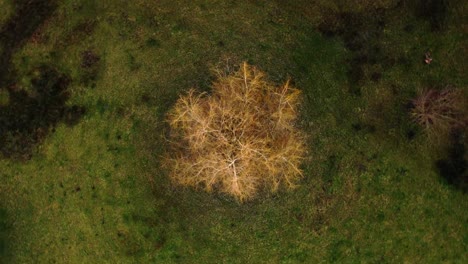 beautiful moody english countryside, drone shot spiralling into a tree in the winter and the farmland of the uk gloucestershire