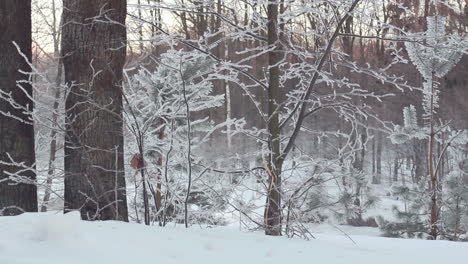 winter scene. panning on winter forest. winter forest landscape