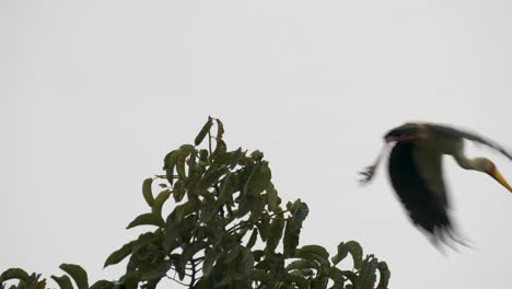 Eine-Weitwinkelaufnahme-Eines-Gelbschnabelstorchs,-Der-In-Einem-Baum-Sitzt-Und-Dann-In-Zeitlupe-Davonfliegt