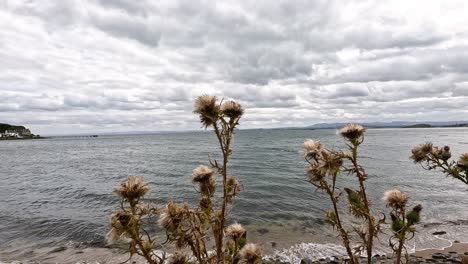 thistles overlooking a calm sea