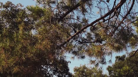 low angle pov view of trees with a clear blue sky