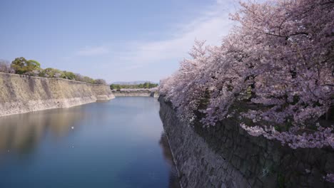 Vista-Panorámica-Del-Río-Foso-Del-Castillo-De-Osaka-Bajo-Los-Cerezos-En-Flor