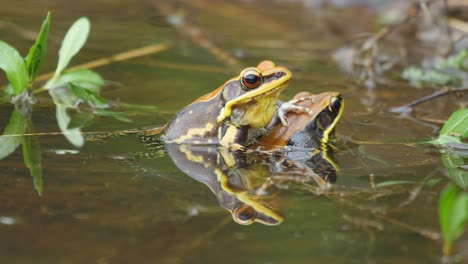 dos ranas fungoides macho que intentan luchar y demostrar su dominio mientras una monta a la otra y se separan cuando entran dos ranas más e intentan luchar en las selvas de los ghats occidentales de la india.