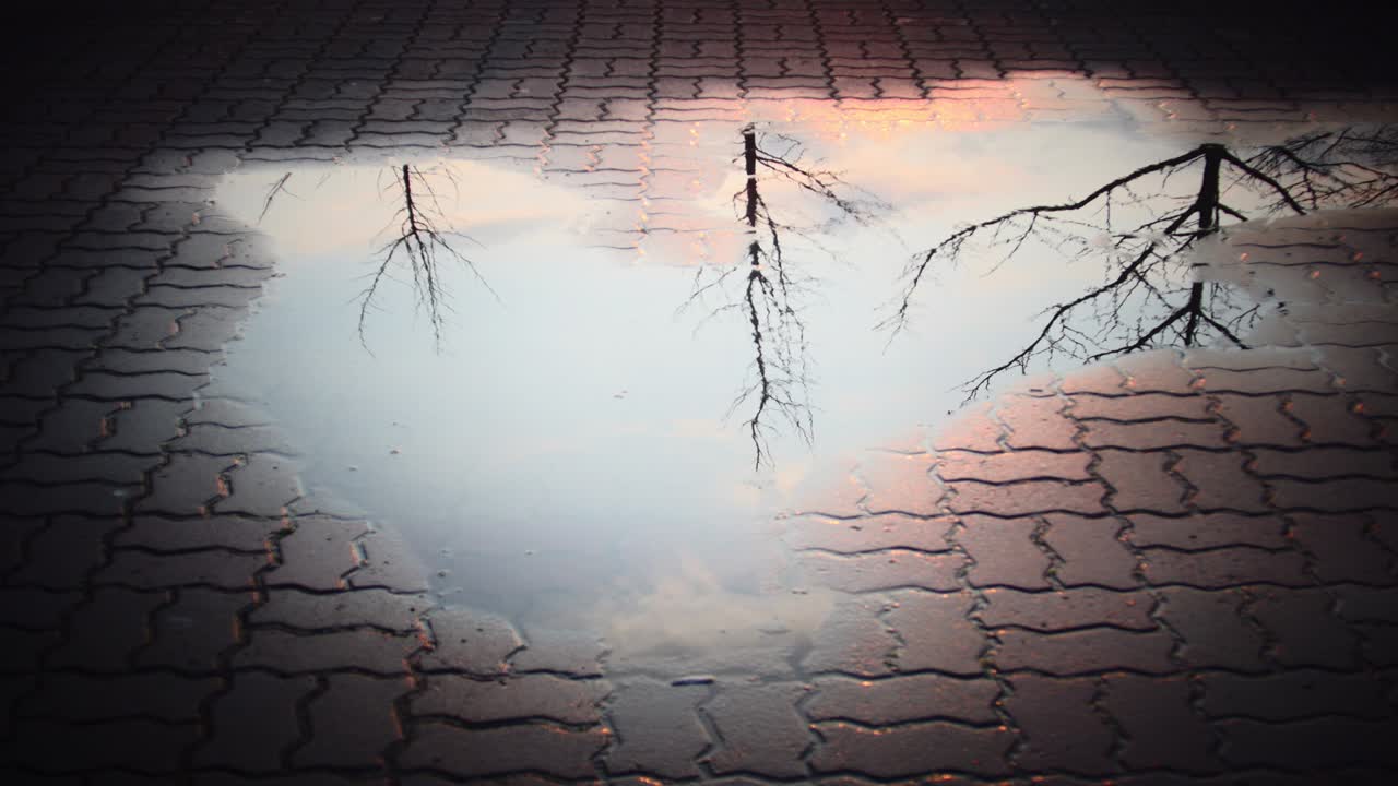 길거리에서 비가 내린 후 나무와 하늘의 웅이 반사