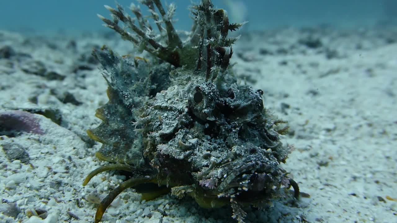 duende de mar espinoso feo inimicus didactylus peces expuestos en fondos marinos de arena
