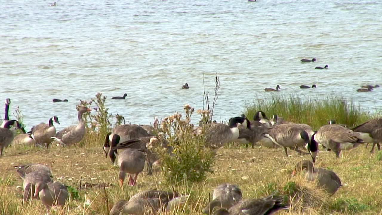 Oche selvatiche e oche del Canada sulle rive del bacino idrico di Eyebrook mentre si nutrono.