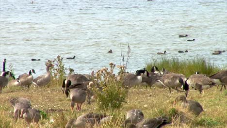 grey lag and canada geese on the banks of eyebrook reservoir feeding