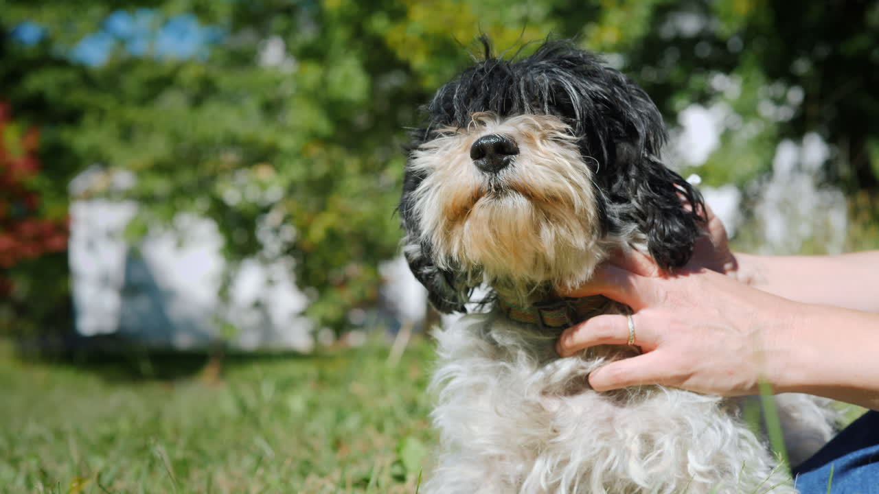 tratar a un perro esponjoso por garrapatas y pulgas