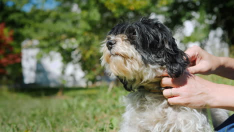 tratar a un perro esponjoso por garrapatas y pulgas