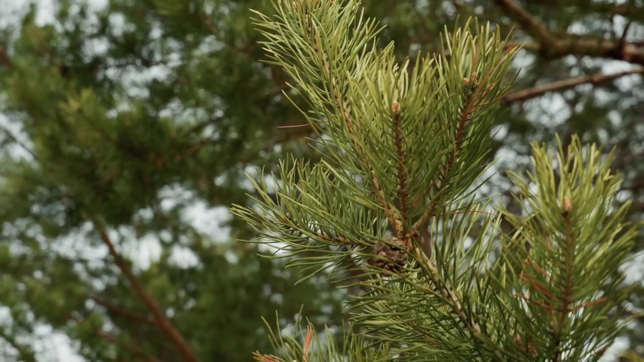 Tightly framed pine branch with clusters of fresh green needles and small buds swaying gently in soft breeze, warm daylight filtering through canopy and highlighting natural texture and forest calm