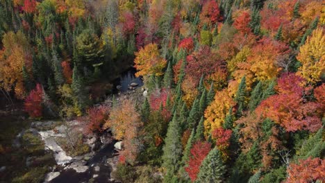 Drones-Volando-Sobre-El-Bosque-En-Hermosos-Colores,-Fondo-Natural---Tiro-Inclinado