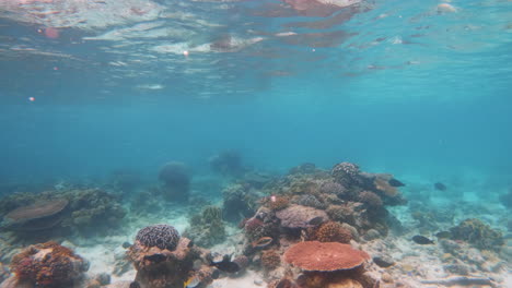 Cinematic-slow-motion-underwater-shot-of-colorful-corals-in-bright-and-clear-waters,-4K,-120FPS,-Slomo