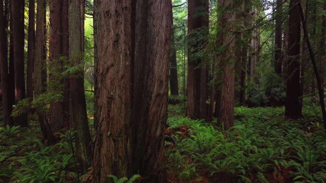 Redwoods forest mist fog rain aerial drone California Redwood National and State Parks USAL Beach giant sequoia tallest tree dense green foliage Lost Coast Trail nature landscape circle left motion