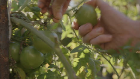 close up shot of green tomatoes being picked off the plant by a man